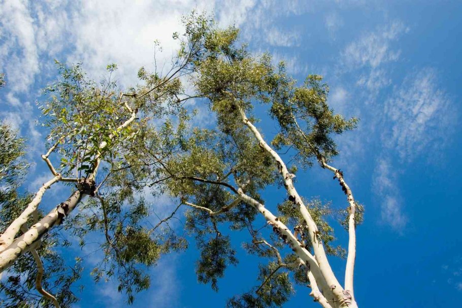 Эвкалипт Смита