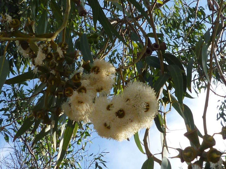 Eucalyptus rostrata (camaldulensis)