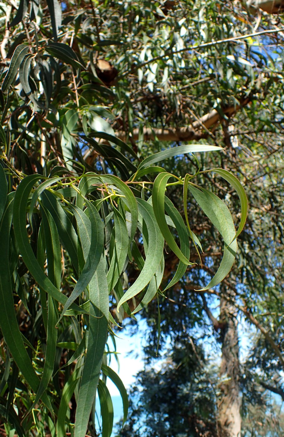 Эвкалипт камальдульский в Австралии