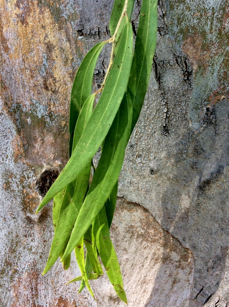 Эвкалиптовая роща в Грузии
