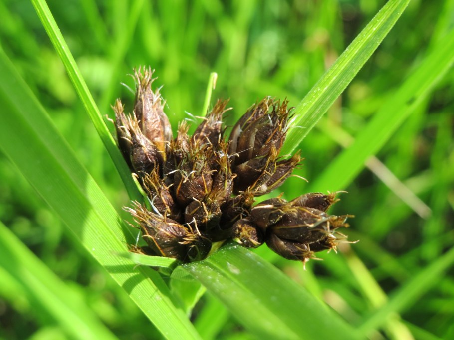 Bolboschoenus planiculmis