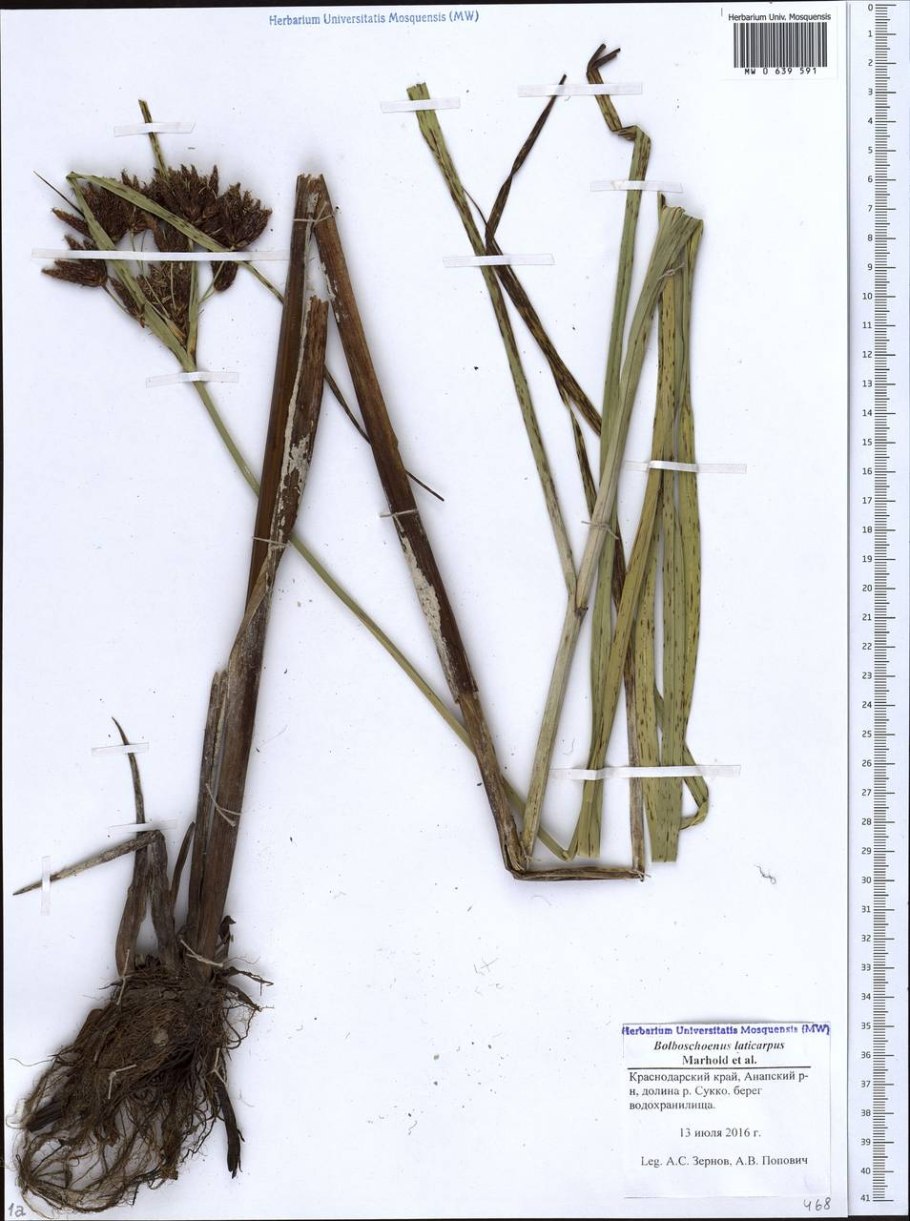 Bolboschoenus maritimus