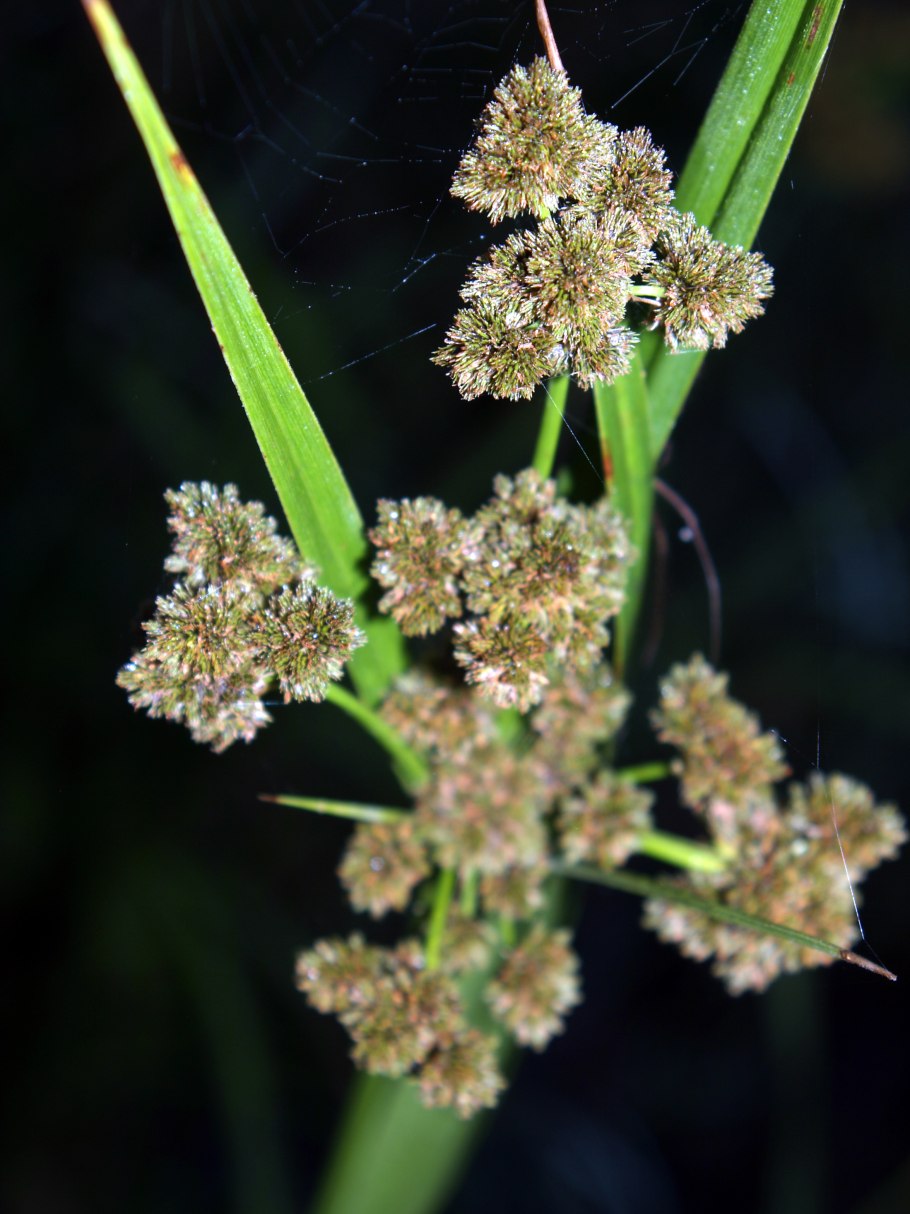 Лисохвост тростниковый (Alopecurus arundinaceus)