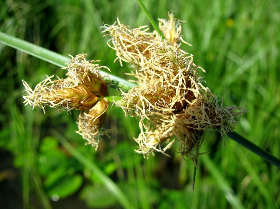 Bolboschoenus maritimus