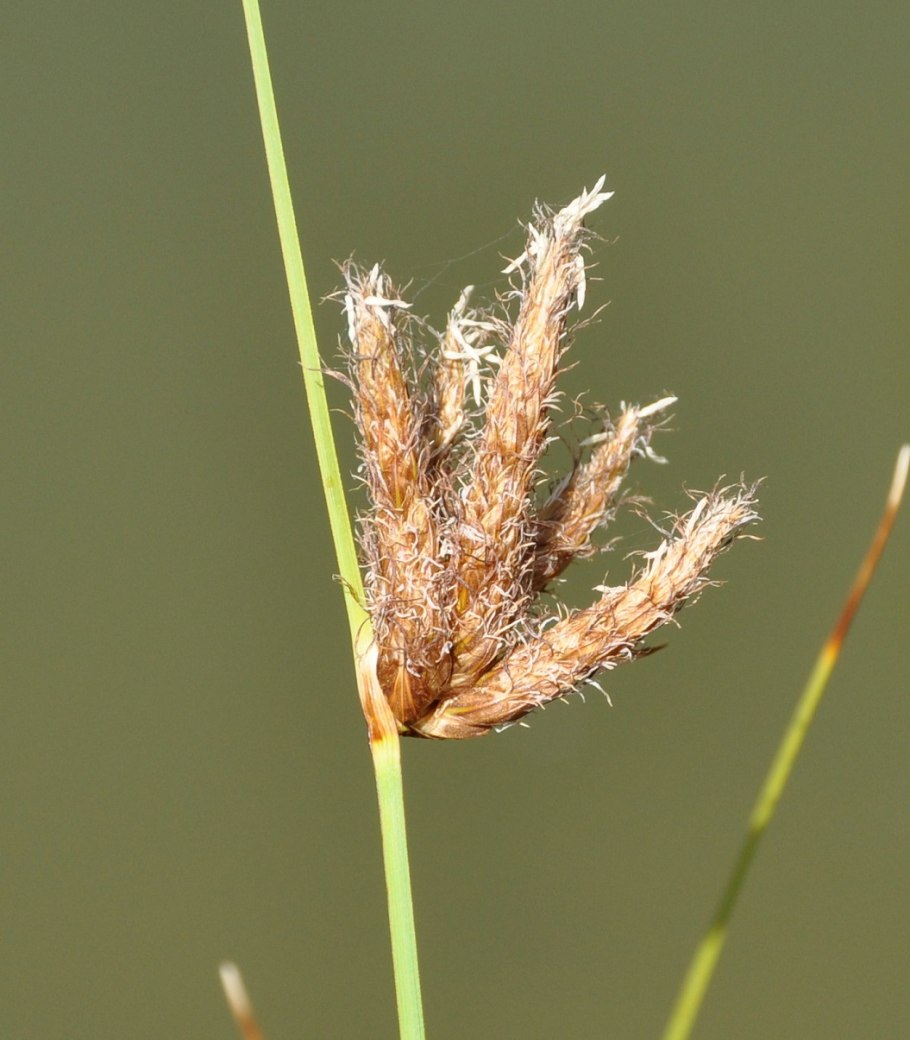 Scirpus cyperinus (Wool grass)