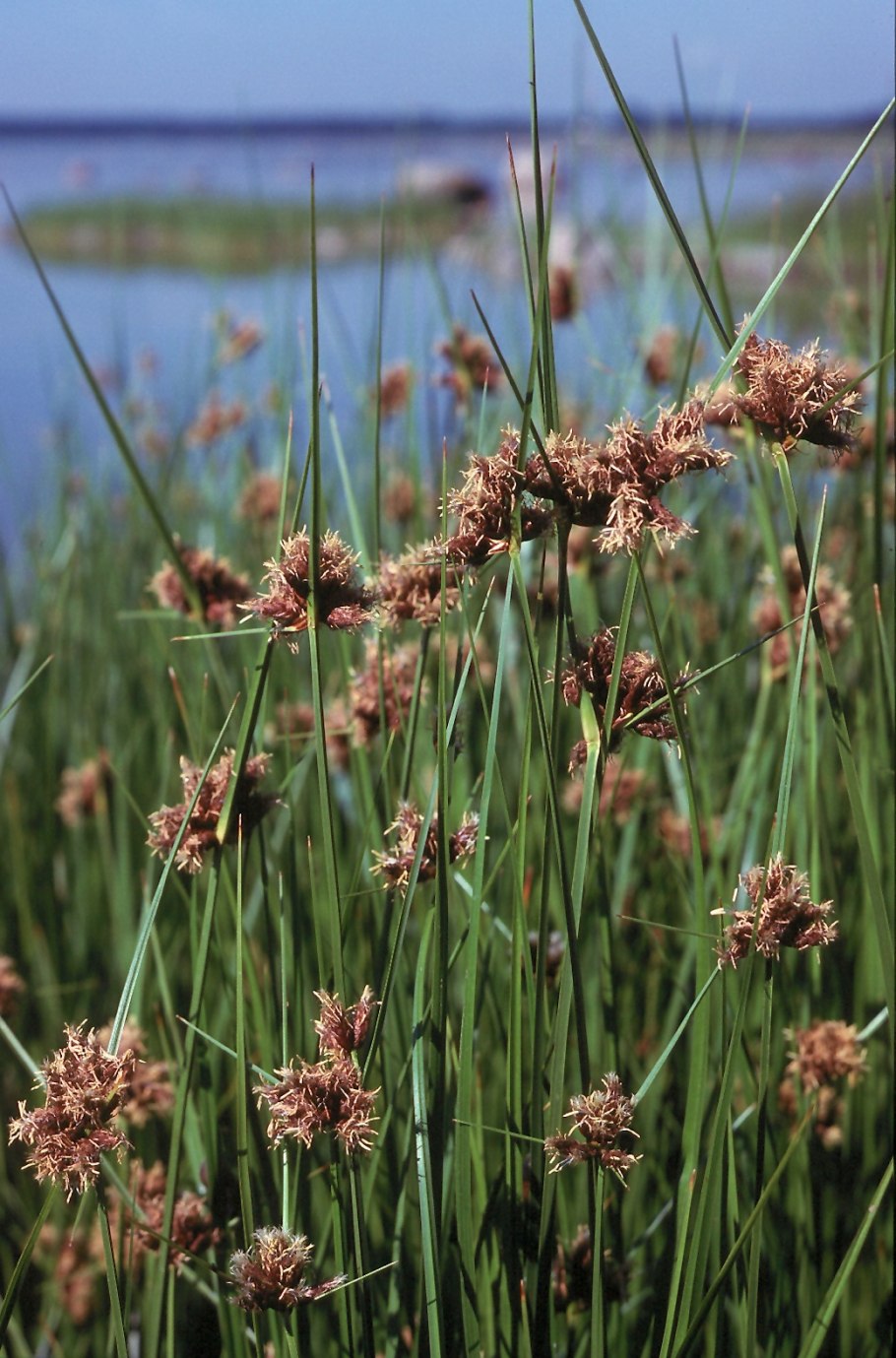 Bolboschoenus maritimus