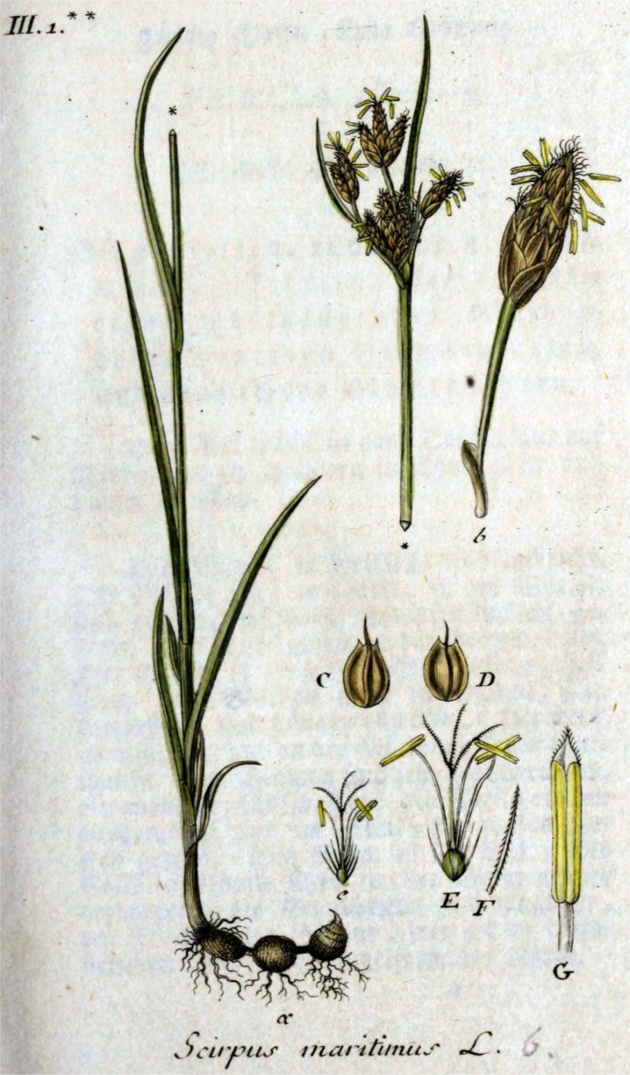 Bolboschoenus maritimus