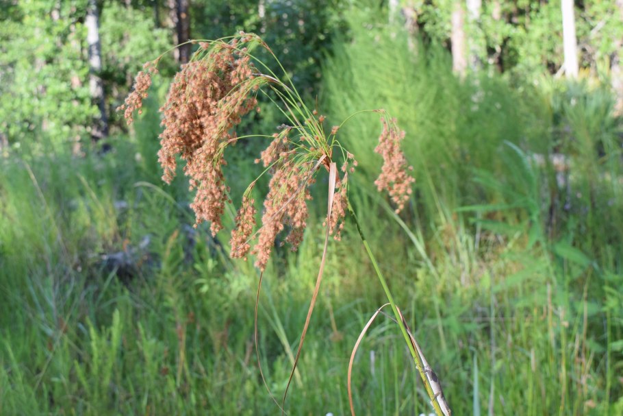 Scirpus sylvaticus рисунок