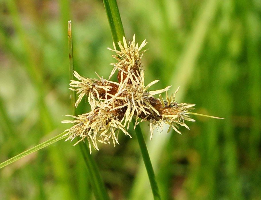 Cyperaceae семена