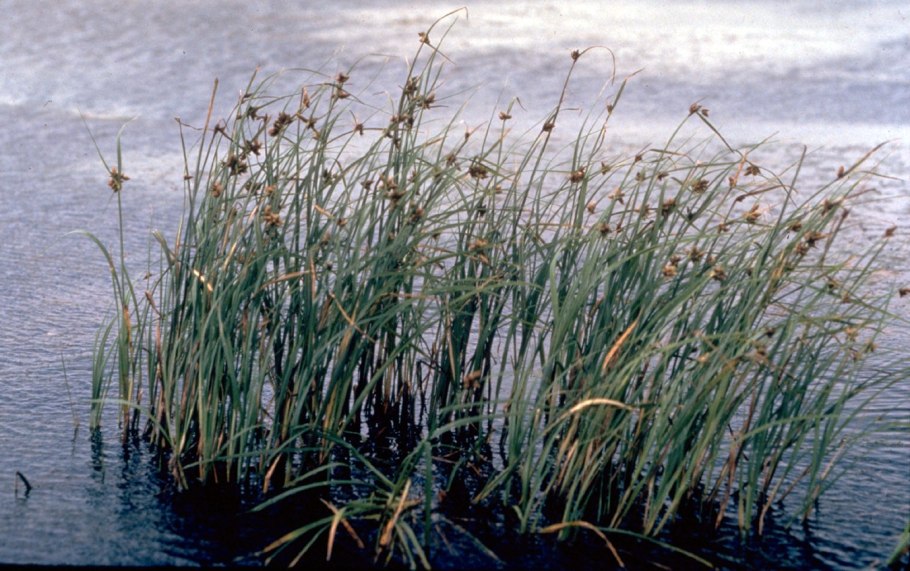 Bolboschoenus maritimus (l.) palla s.l. осенью