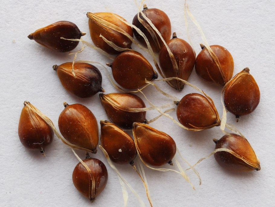 Bolboschoenetum planiculmis