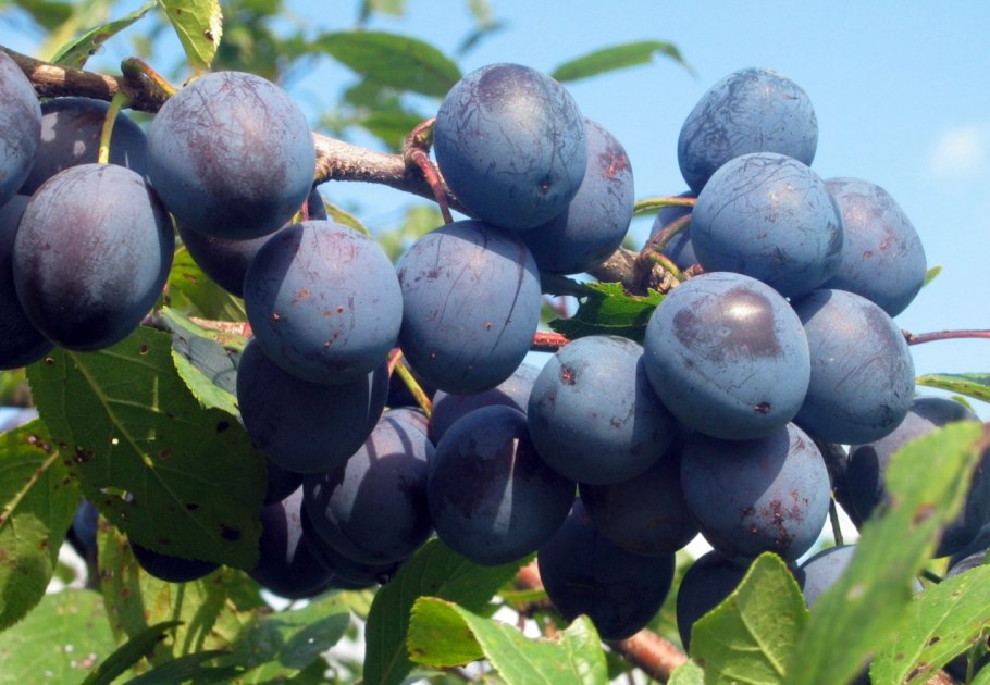 Тернослива Ермак