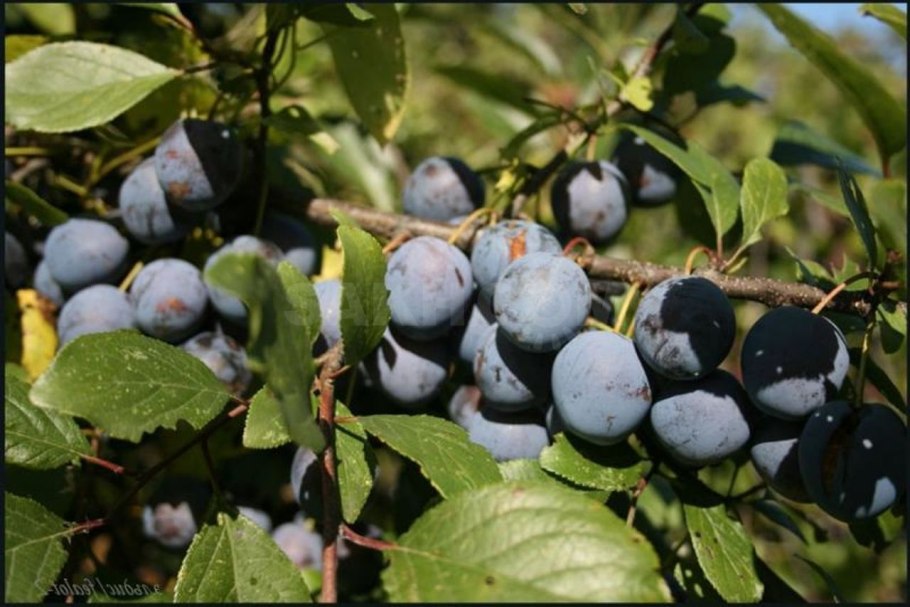 Тернослива Билясувар