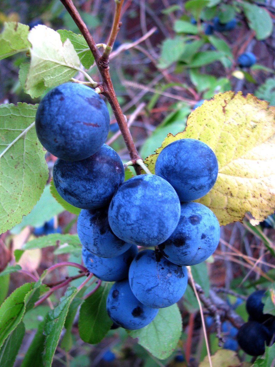 Терн (Prunus spinosa)