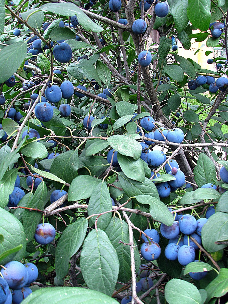 Слива сорт Анна Шпет