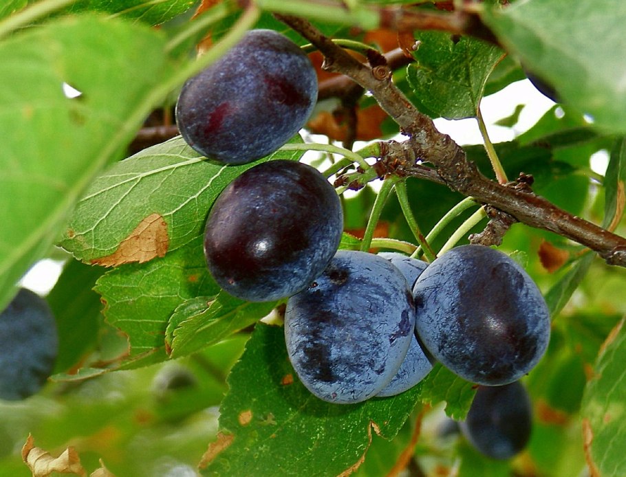 Терн (Prunus spinosa l.)