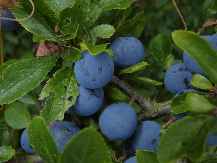 Тернослива Билясувар