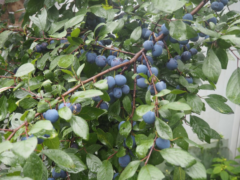 Тернослива Ермак