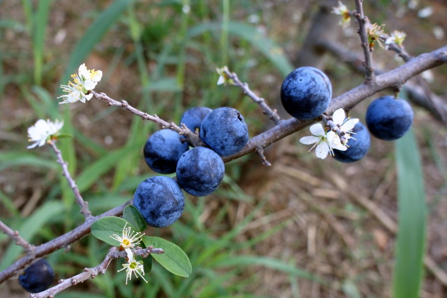 Тернослива Ермак