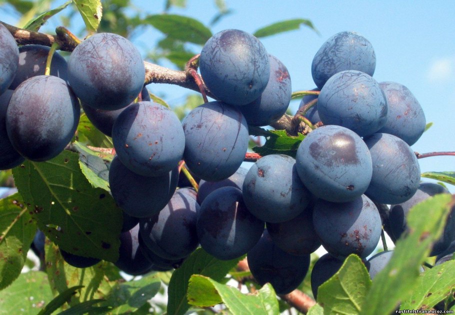 Слива колючая, Терн (лат. Prúnus spinósa)