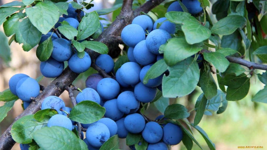 Слива колючая Терн