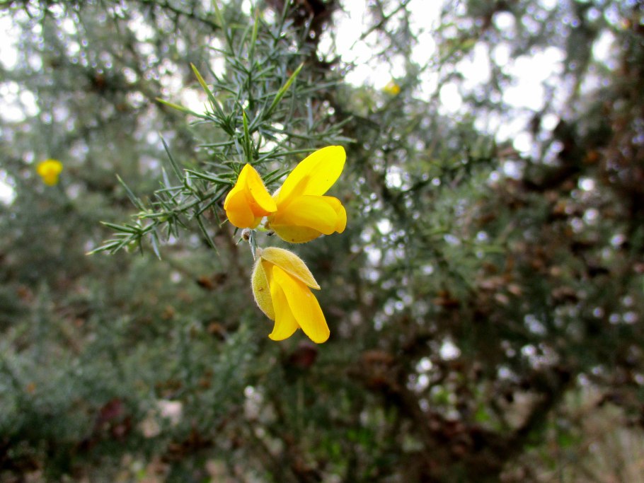 Genista albida