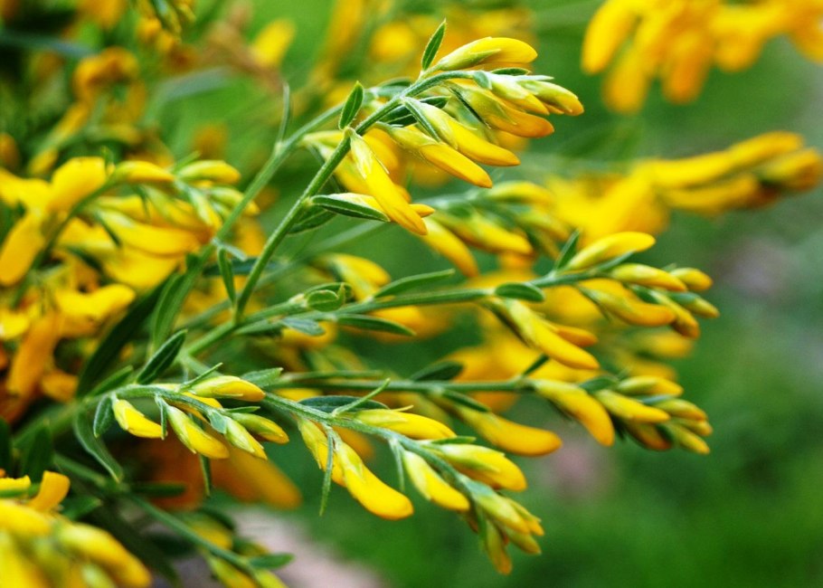 Genista Scoparia