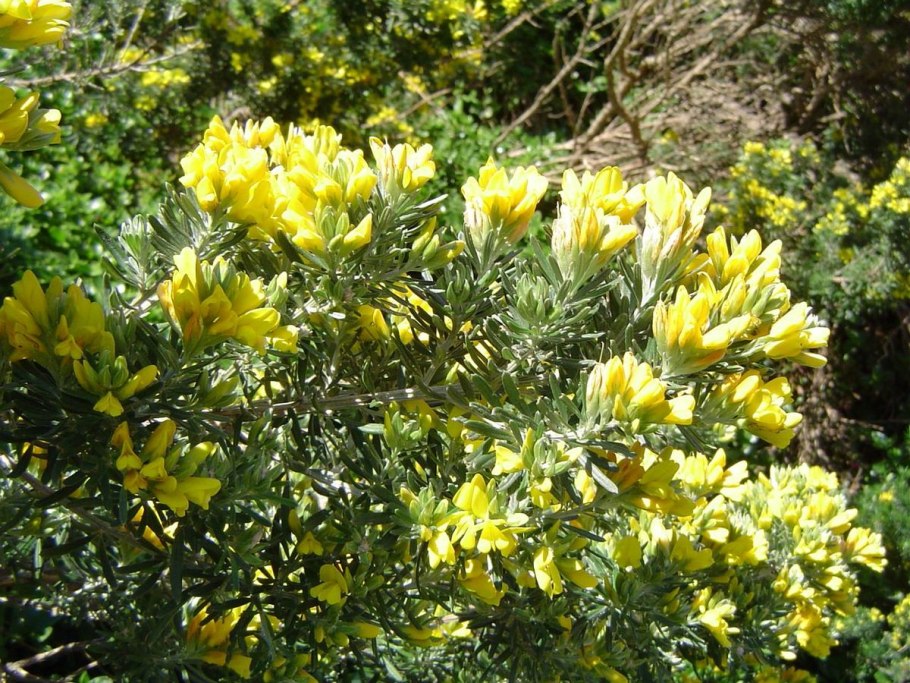 Genista canariensis