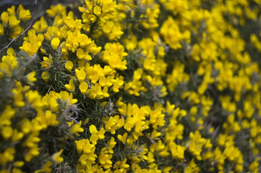 Дрок лидийский (Genista Lydia