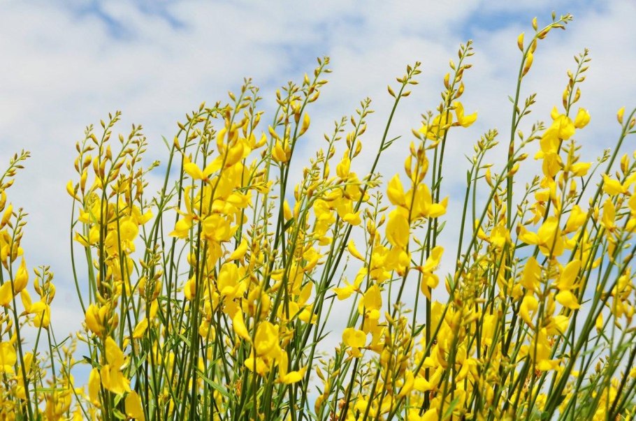 Дрок красильный