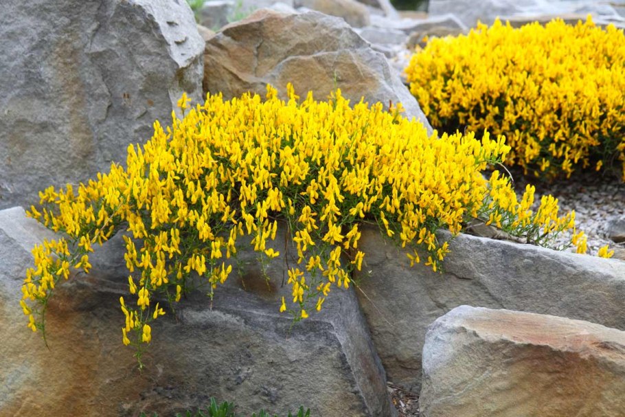Genista tinctoria