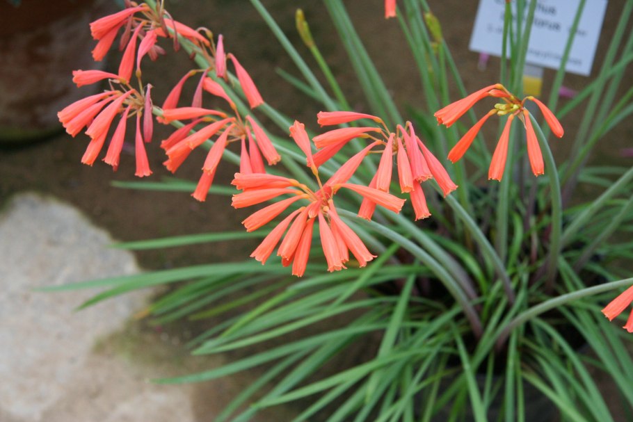 Cyrtanthus brachyscyphus