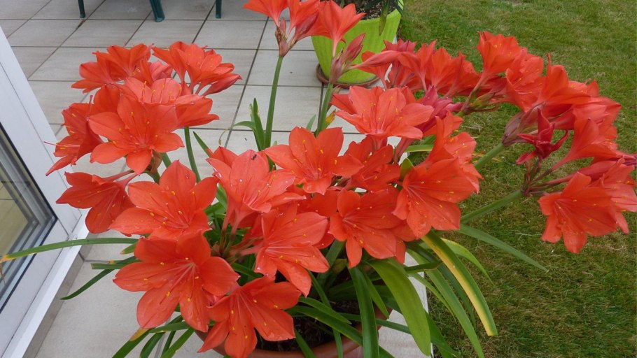 Валотта цветок