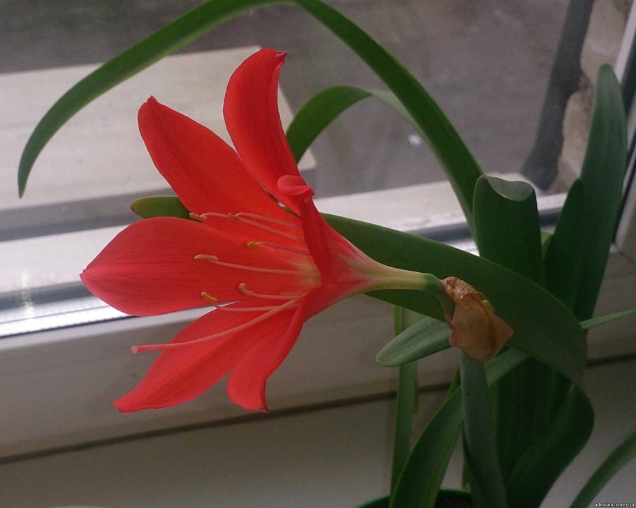 Цветок Валотта прекрасная