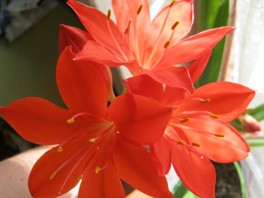 Амариллис Валотта