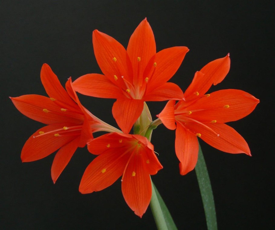 Валлота Циртантус