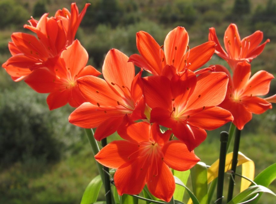 Cyrtanthus sanguineus