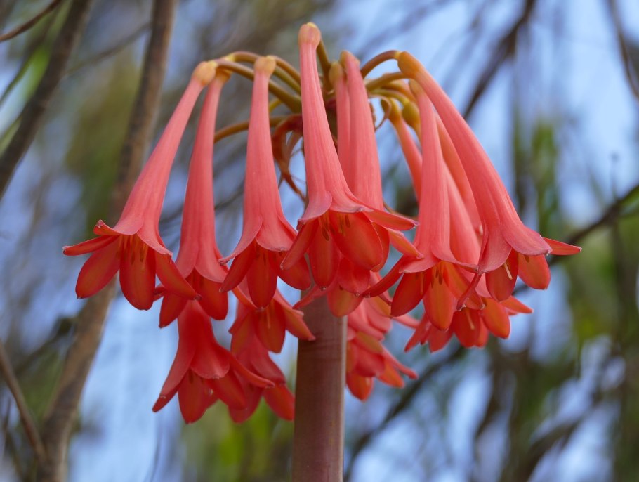 Cyrtanthus brachyscyphus