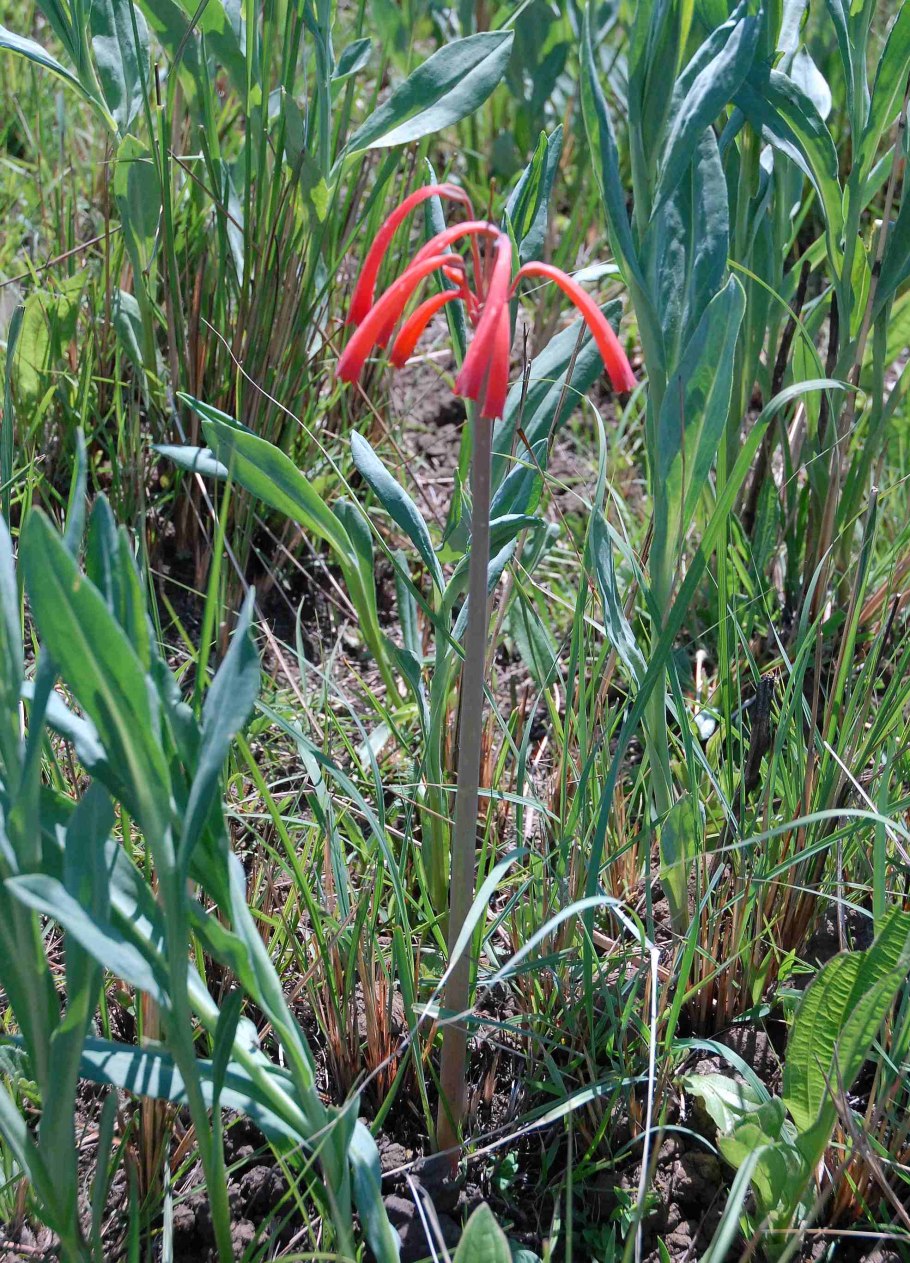 Cyrtanthus purpureus