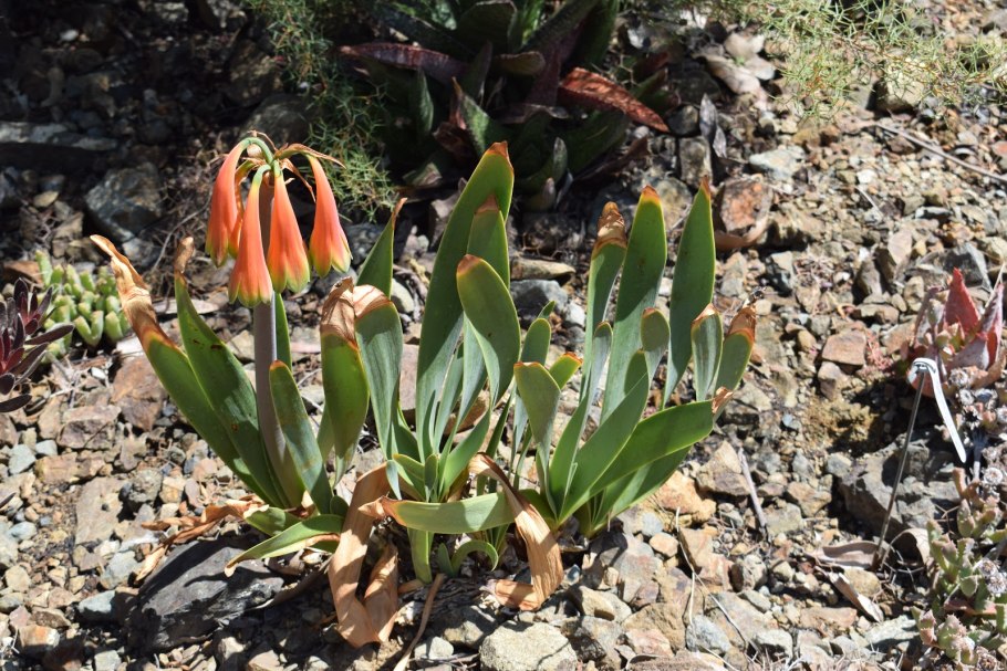 Циртантус (Cyrtanthus)