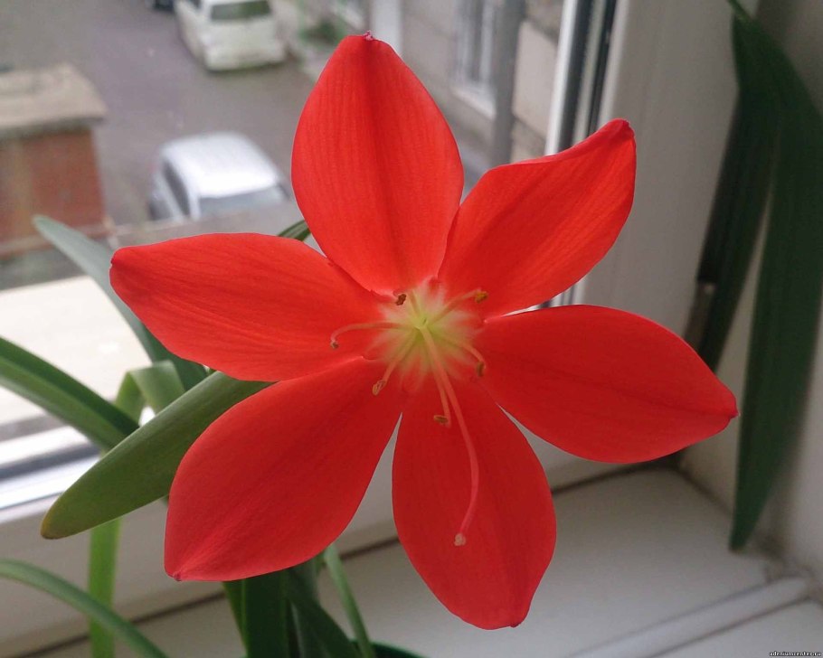 Гиппеаструм Валлота