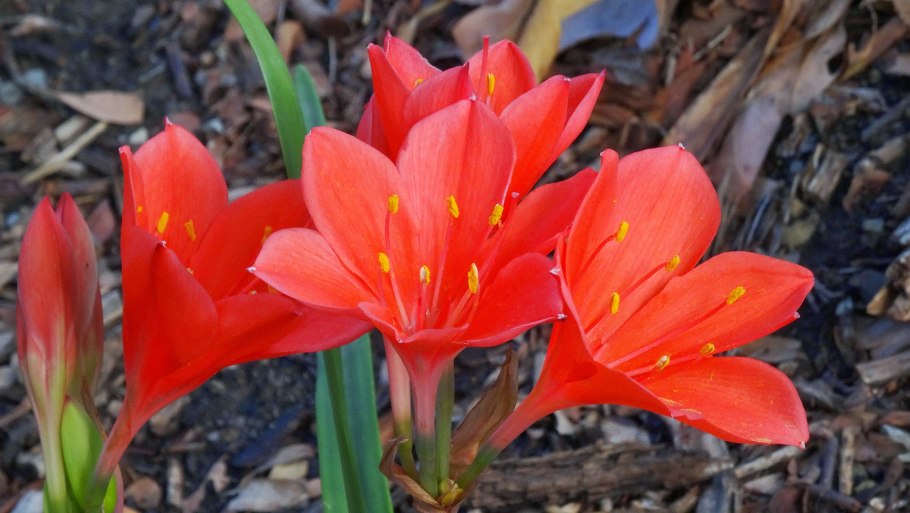 Валлота пурпурная