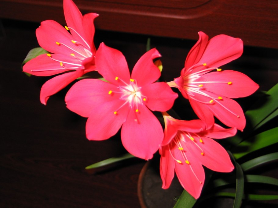 Валлота прекрасная комнатные растения