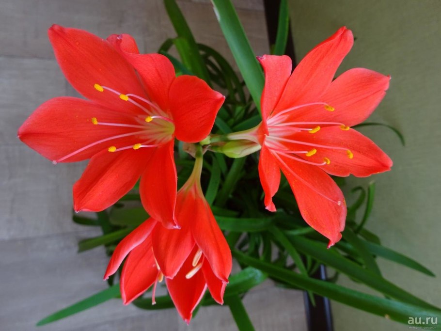 Гиппеаструм Валлота