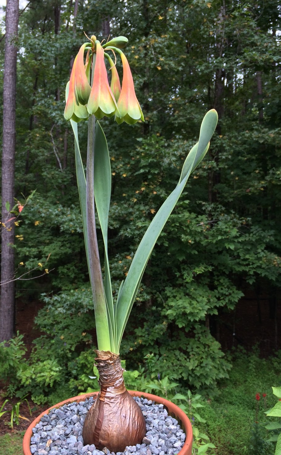 Валлота Циртантус луковицы