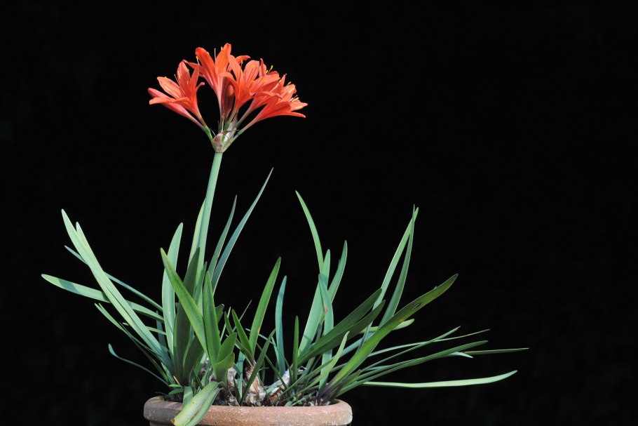 Циртантус (Cyrtanthus)