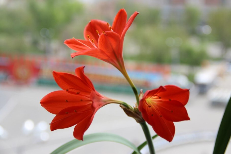 Валлота Циртантус