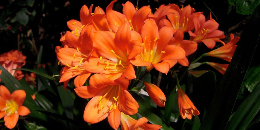 Луковичный цветок Валлота