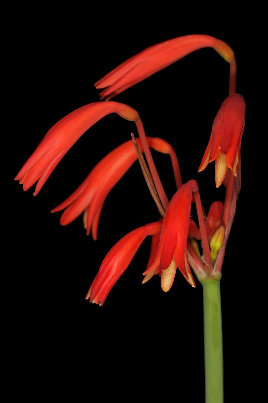 Cyrtanthus sanguineus