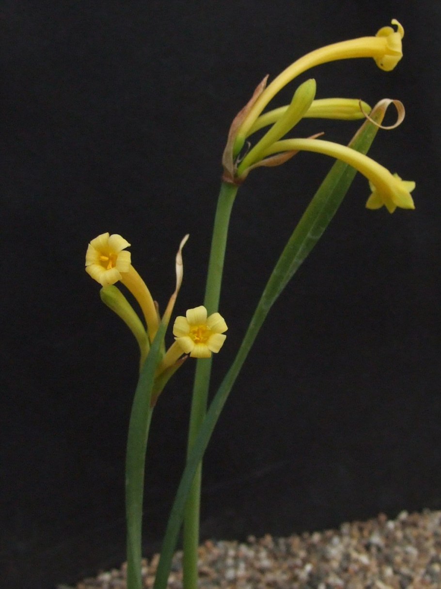 Cyrtanthus brachyscyphus